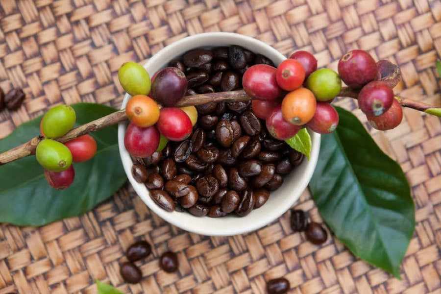 Coffee fruit on the branch beside roasted beans